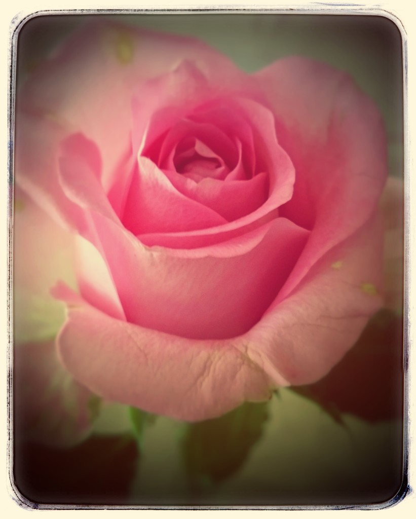 Only A Rose 🌹  by carolmw