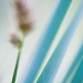 Grass by aikiuser