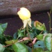 Rose bud in January by jennymdennis