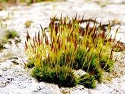 10th Jan 2015 - More moss flowers...