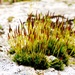 More moss flowers... by julienne1