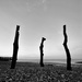 Beach sticks by seanoneill