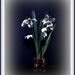 Snowdrop (Birth flower) by beryl