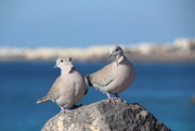 8th Jan 2015 - Two doves