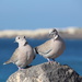 Two doves by busylady