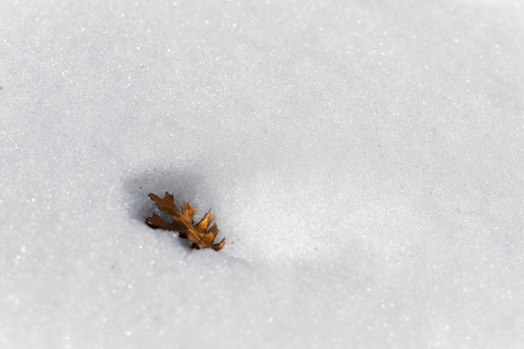 Snow Dent by ckwiseman