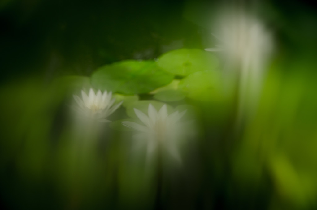 Blurish Water Lilies by yaorenliu