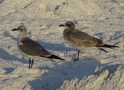 27th Dec 2014 - Laughing Gulls on Siesta Beach