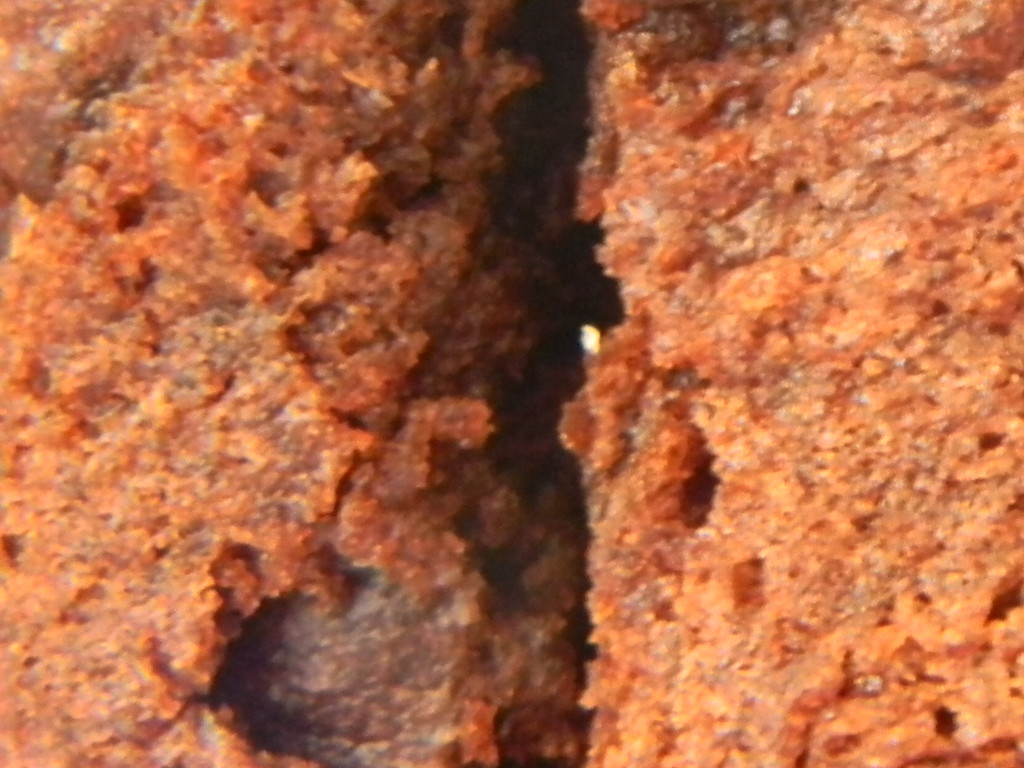 Closeup of Chocolate Chip Muffin by sfeldphotos