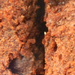 Closeup of Chocolate Chip Muffin by sfeldphotos