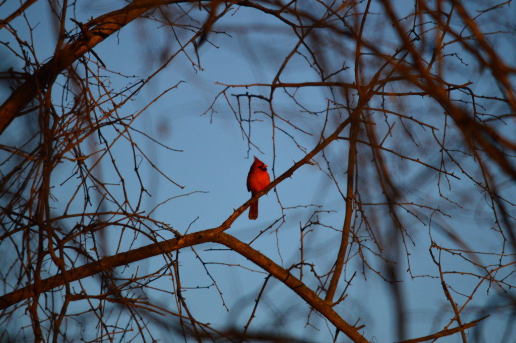 Golden Hour Cardinal by kareenking