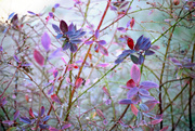 9th Jan 2015 - Our blueberry bush's winter foliage 