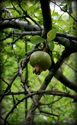 11th Jan 2015 - ripening pomegranate