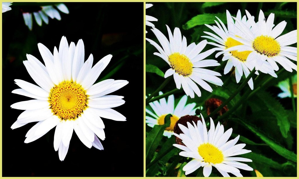 White Daisy. by happysnaps