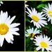 White Daisy. by happysnaps
