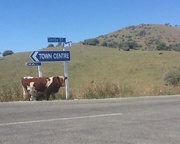 11th Jan 2015 - A NZ cow! 