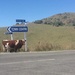 A NZ cow!  by chimfa