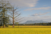 9th Jan 2015 - Rice nearly ready to harvest