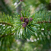 Pine by tracybeautychick
