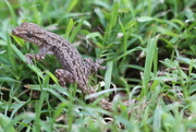 11th Jan 2015 - Gecko in the Grass