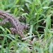 Gecko in the Grass by terryliv