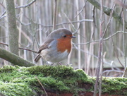 9th Jan 2015 - another day another robin