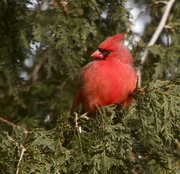 10th Jan 2015 - Cardinal in the yard