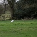 Little Egret by roachling