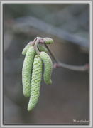 11th Jan 2015 - Catkins