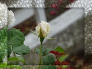 11th Jan 2015 - A White Rose