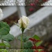 A White Rose by maggiemae