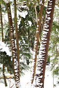 11th Jan 2015 - Snow laced trees!