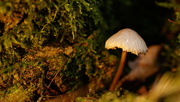 11th Jan 2015 - Mushrooms in January