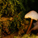 Mushrooms in January by leonbuys83