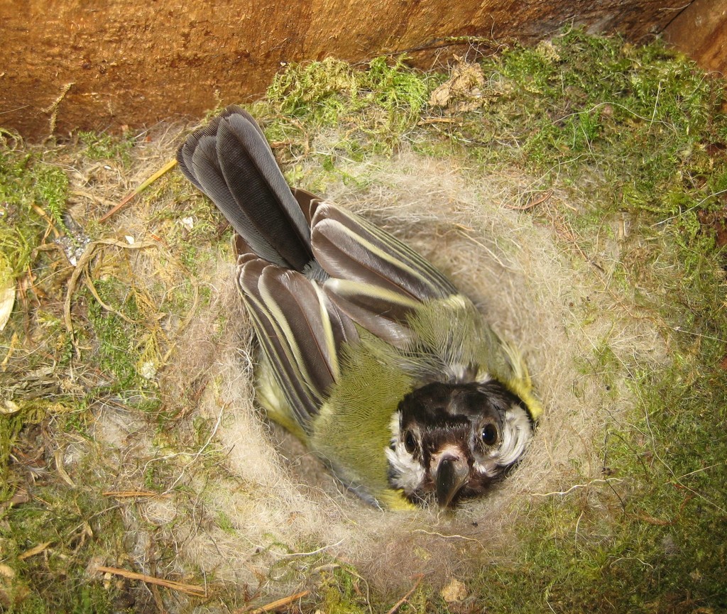 Great Tit on Nest in Nesting Box by susiemc