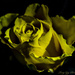 Rose by tonygig