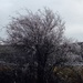 Frosty Tree by marilyn