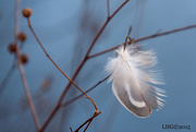 11th Jan 2015 - Wood duck feather