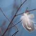 Wood duck feather by rontu