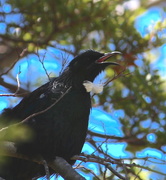 11th Jan 2015 - Tui songster