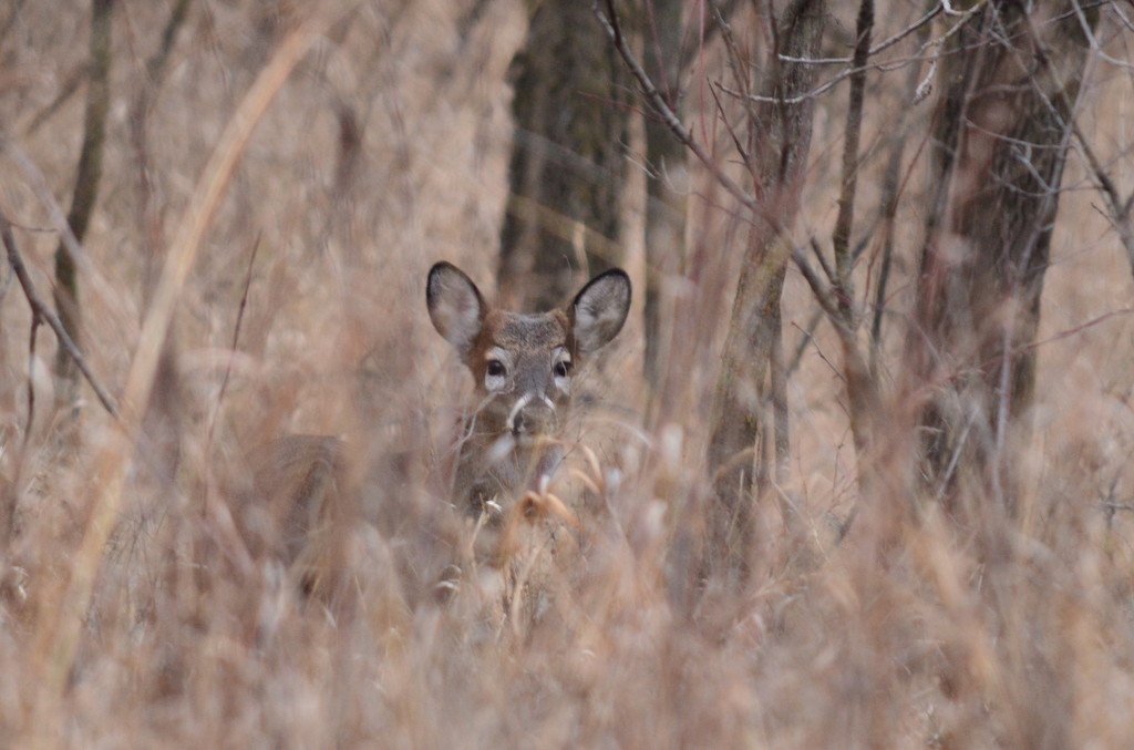 Glimpse by kareenking