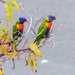 Rainbow lorikeets by corymbia