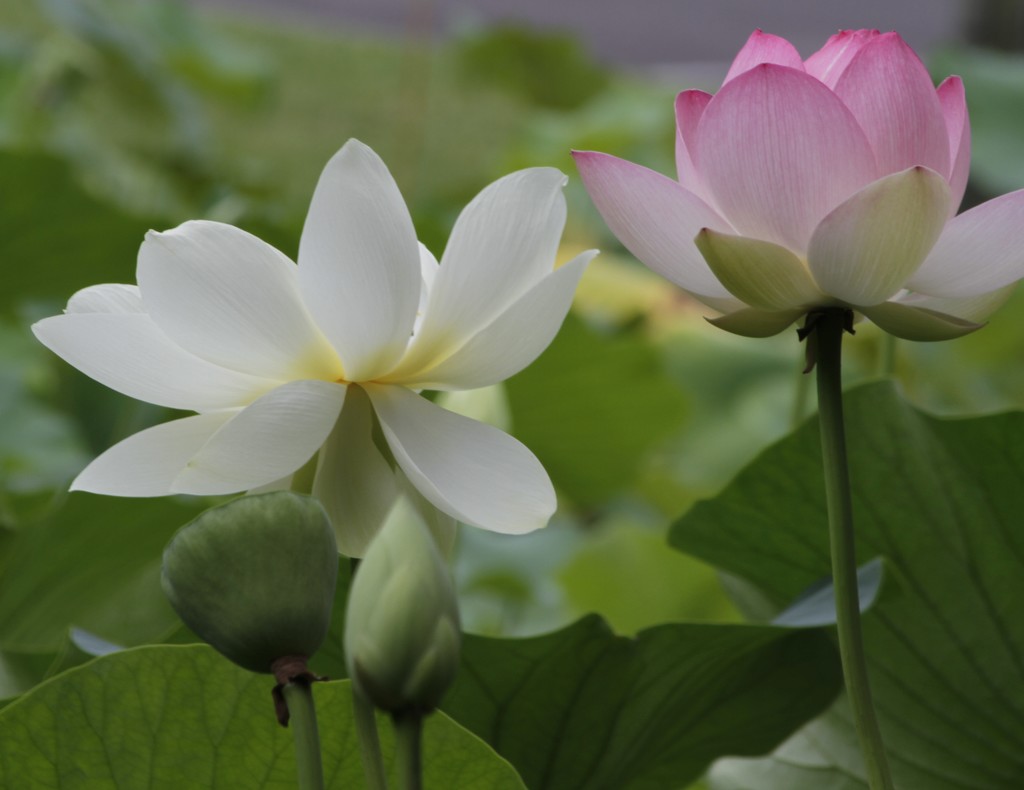 Lotus Blossom by anne2013