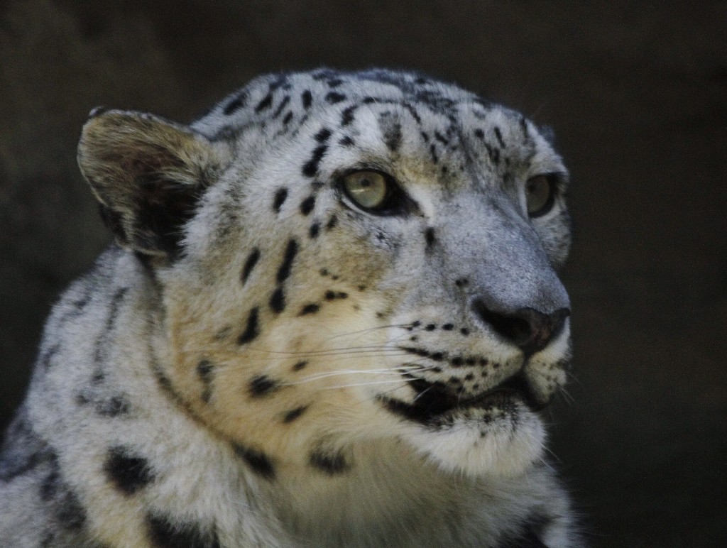 Snow Leopard..... by anne2013
