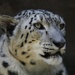 Snow Leopard..... by anne2013