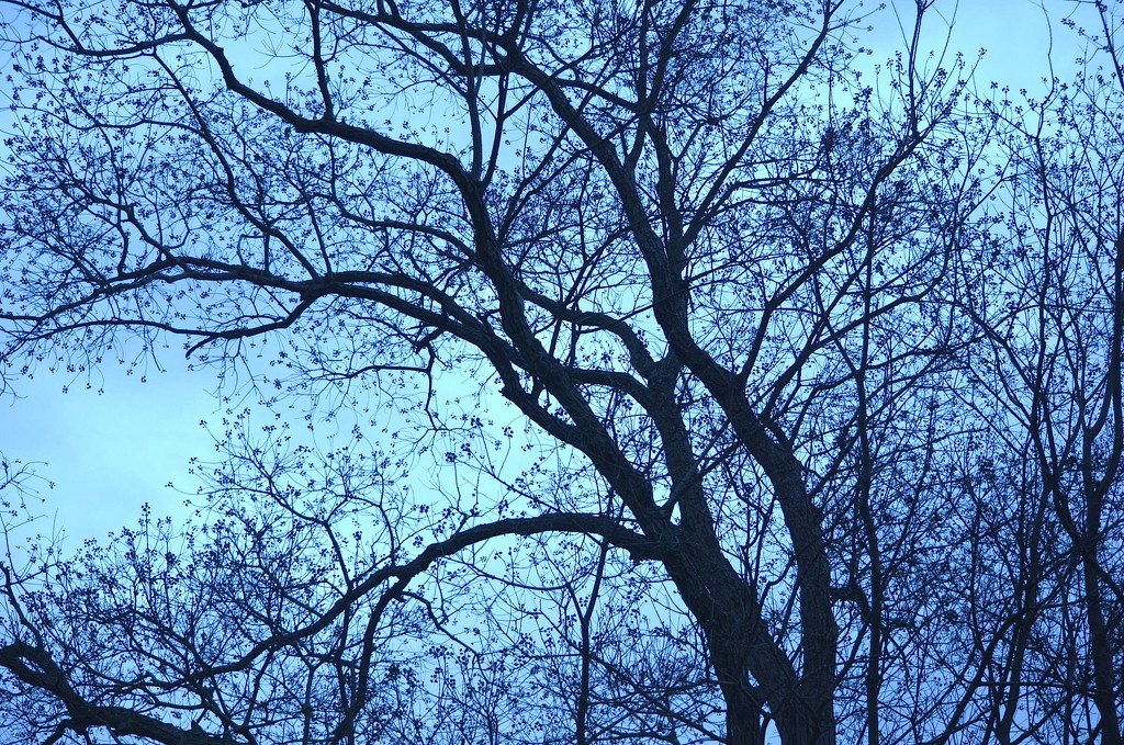 Classic winter treescape, Charleston, SC by congaree