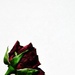 Red rose by brigette