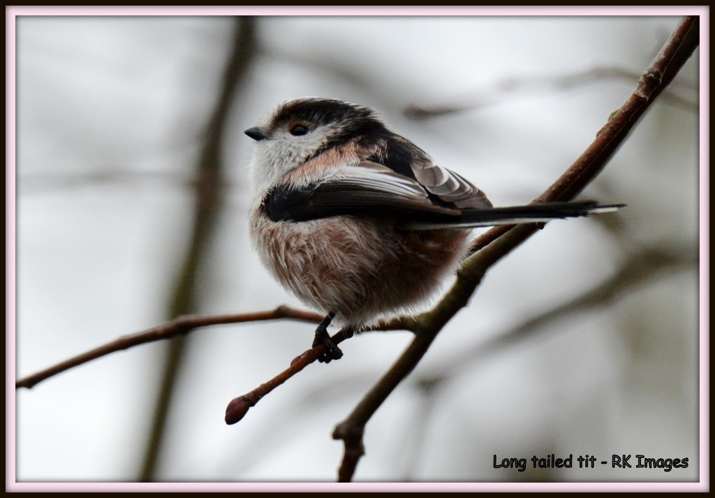 Long tailed tit by rosiekind