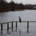 12 January 2015, (Cormorant at Moors Valley Lake) by lavenderhouse