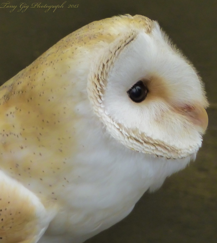 Owl by tonygig